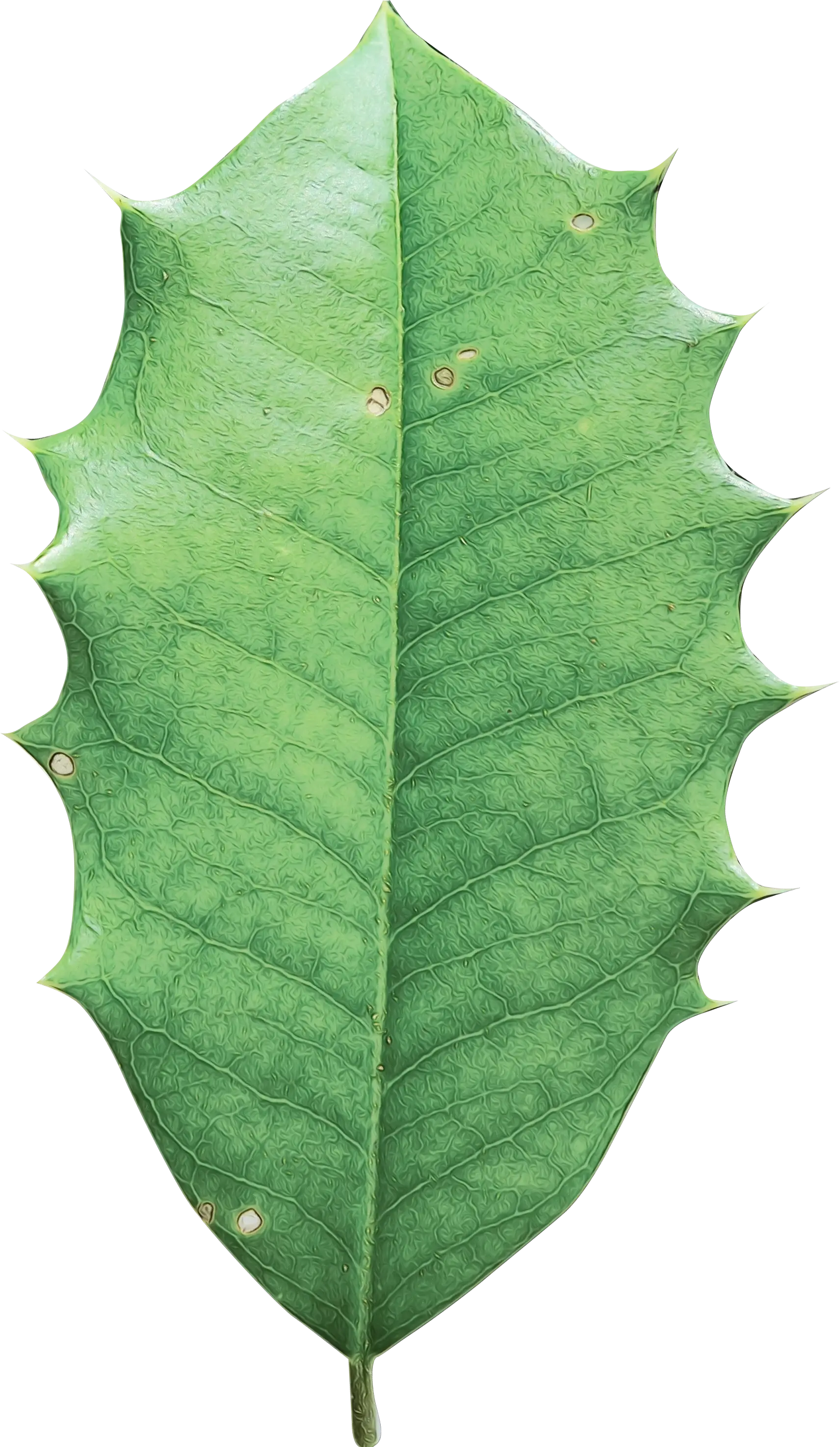 Green Holly Leaf Botanic Illustration
