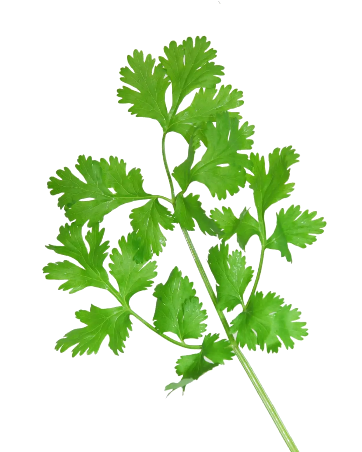 Fresh Green Cilantro Leaves