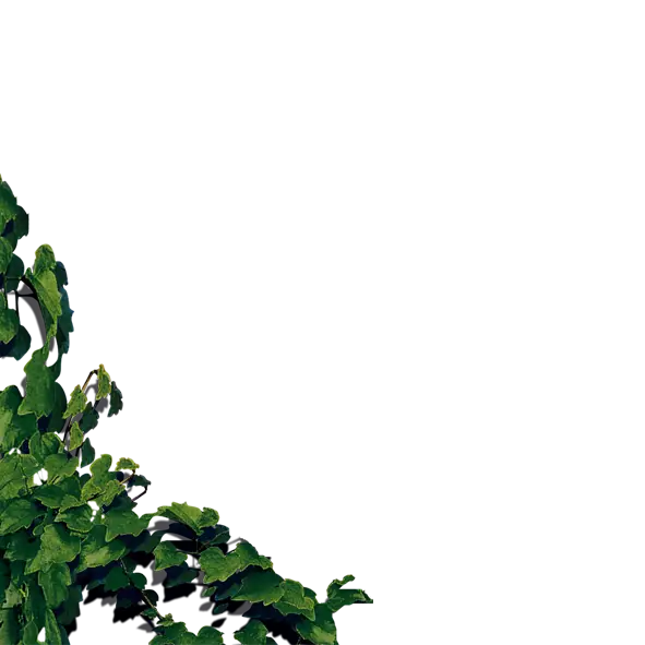 Green Leaves in Nature