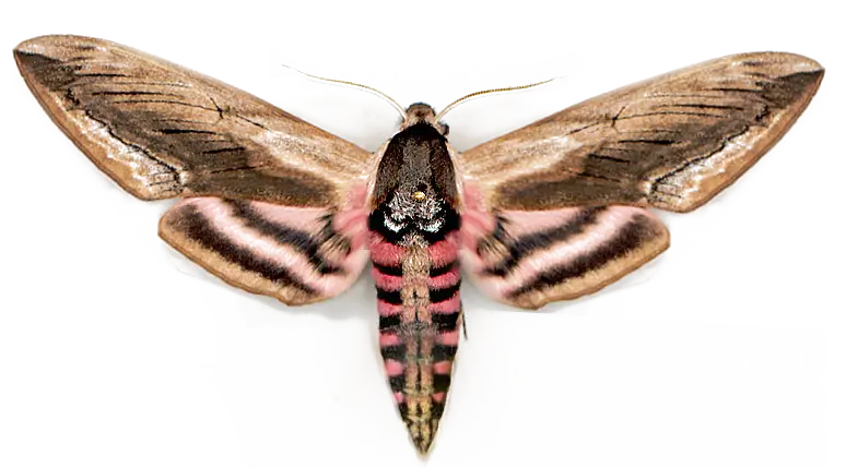 Hawk Moth with Intricate Wing Patterns