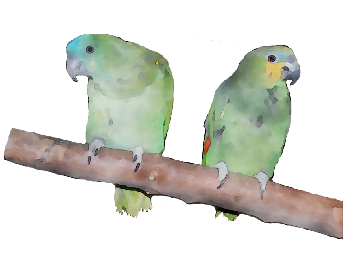 Two Green Parrots Resting on a Branch
