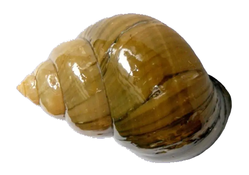 Brown Snail Shell