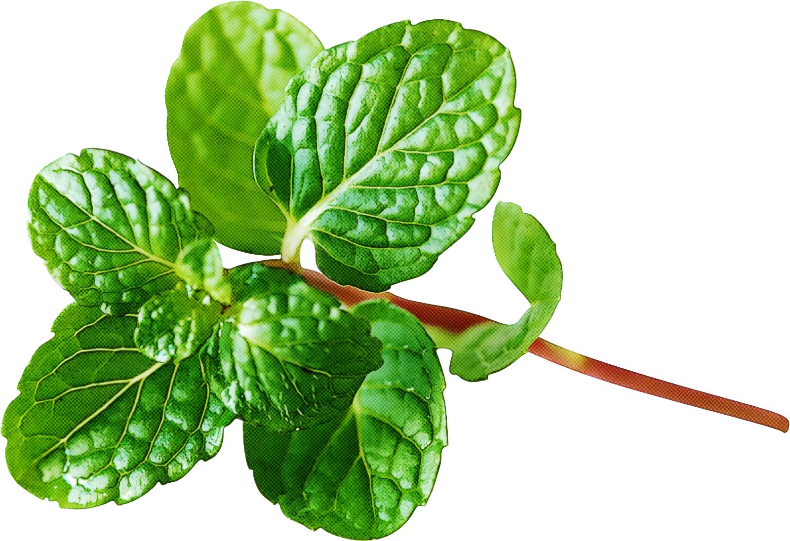 Fresh Green Mint Leaves