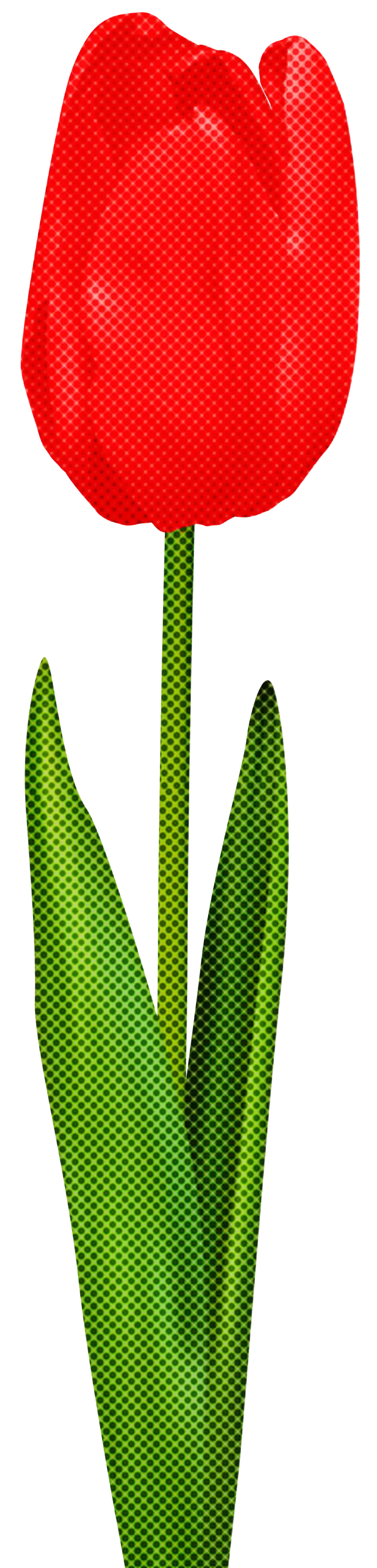 Red Tulip Flower Illustration