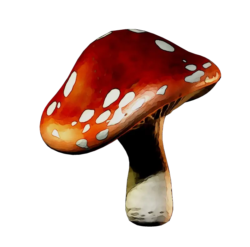 Realistic Red Mushroom Illustration