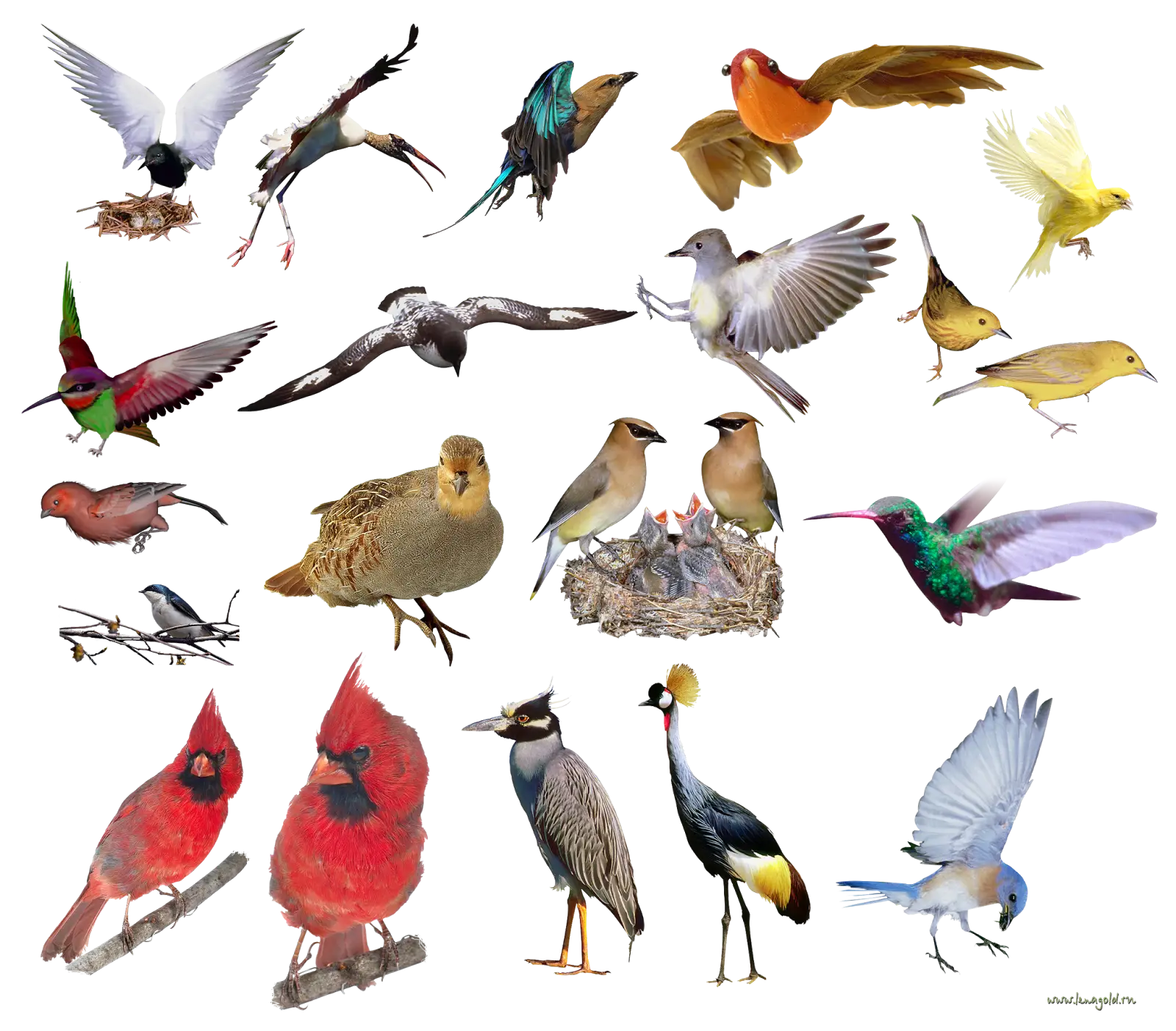 Beautiful Collection of Bird Species