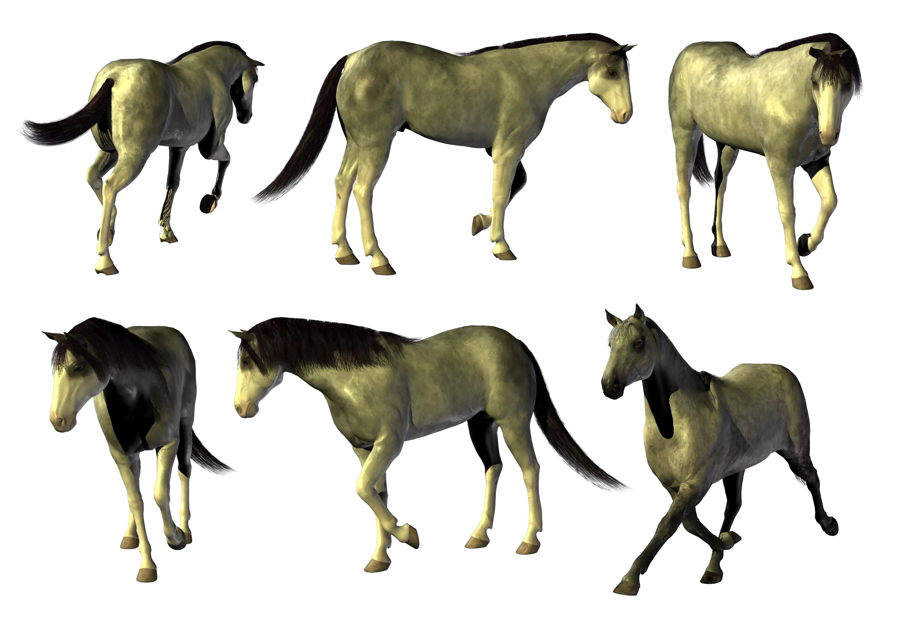 Illustrations of Horses