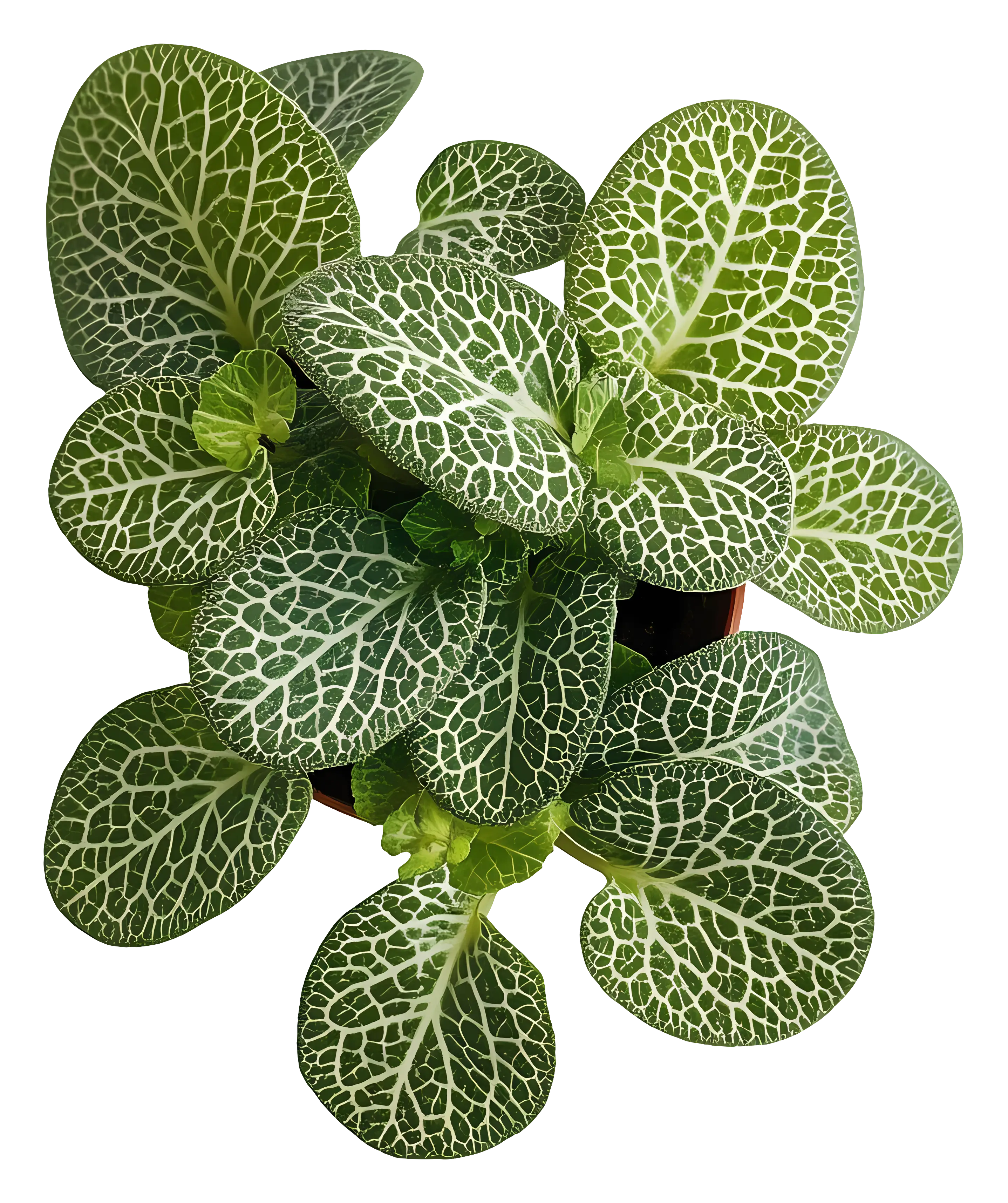 Green Plant with Patterned Leaves