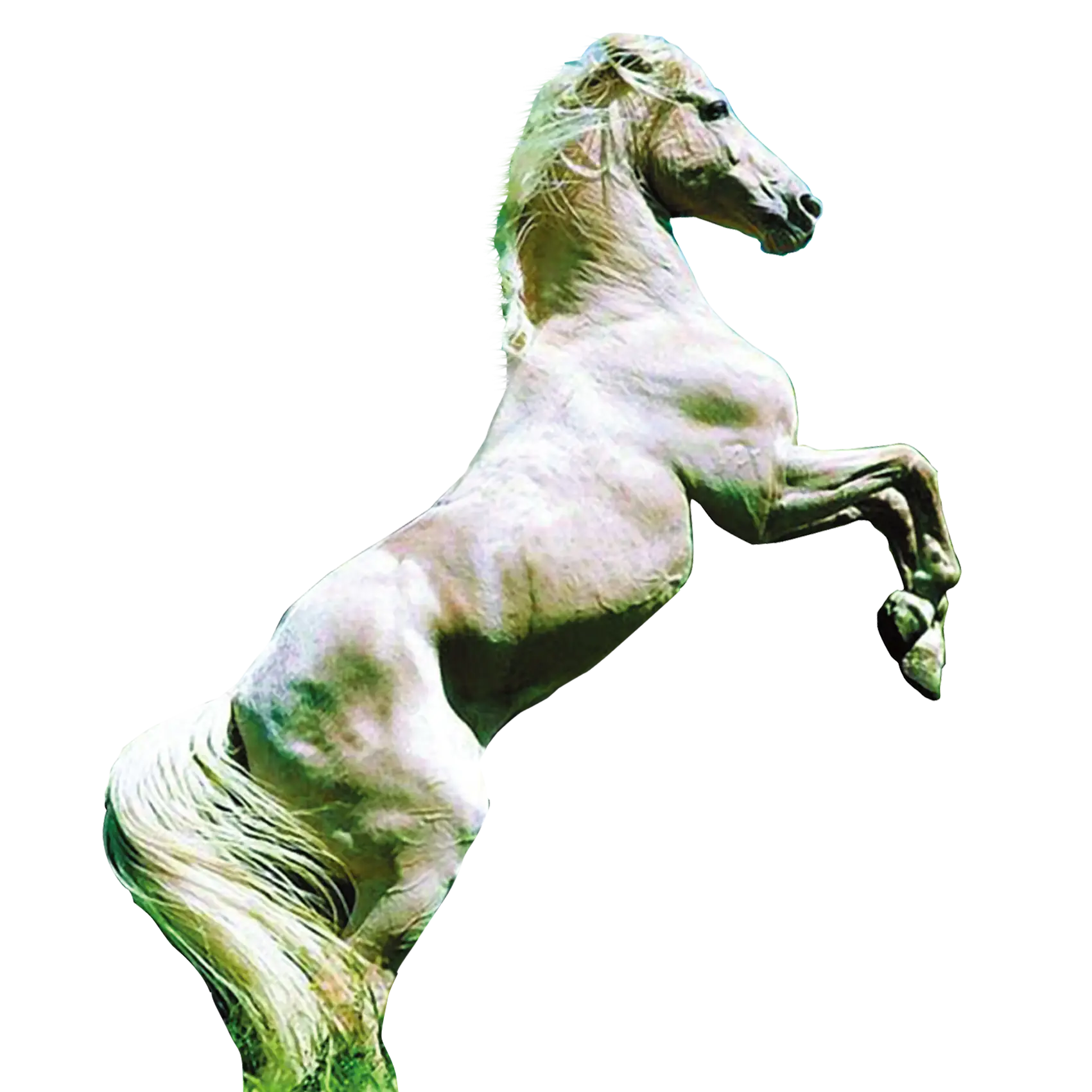 Majestic White Horse Rearing
