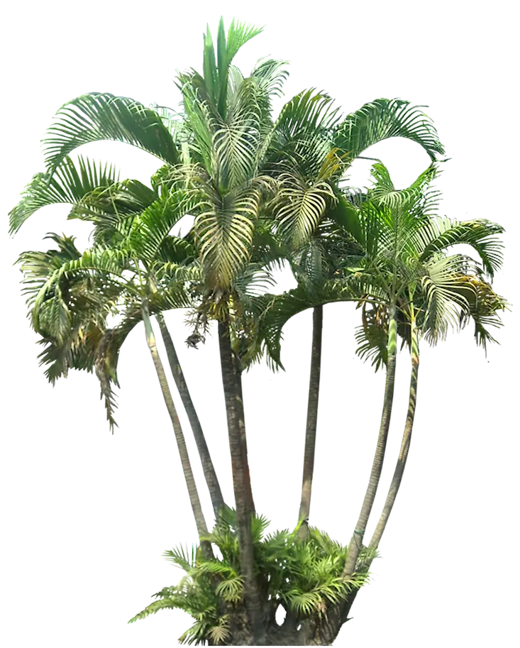 Tropical Palm Trees Illustration