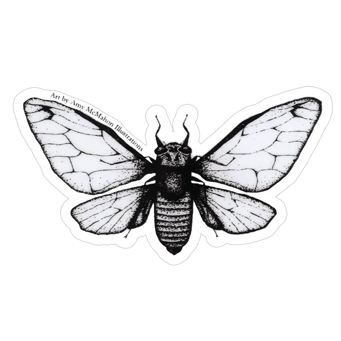Detailed Black and White Moth Illustration