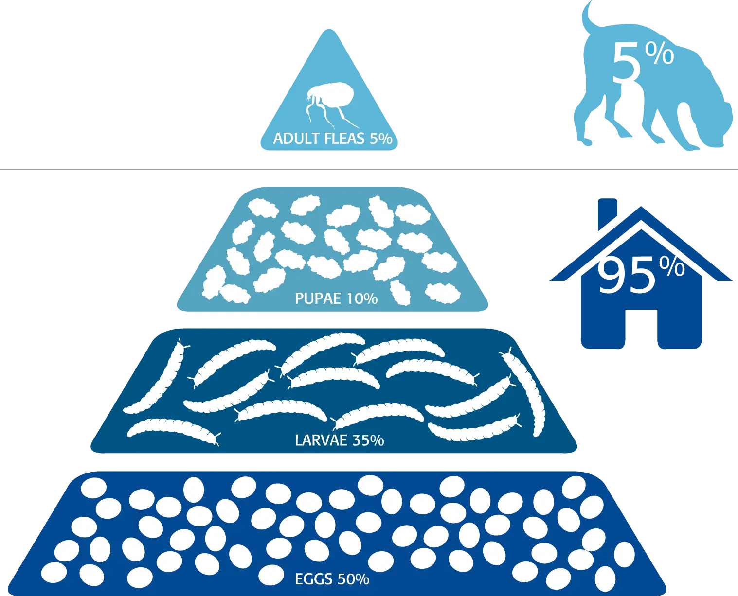 Flea Life Cycle Infographic
