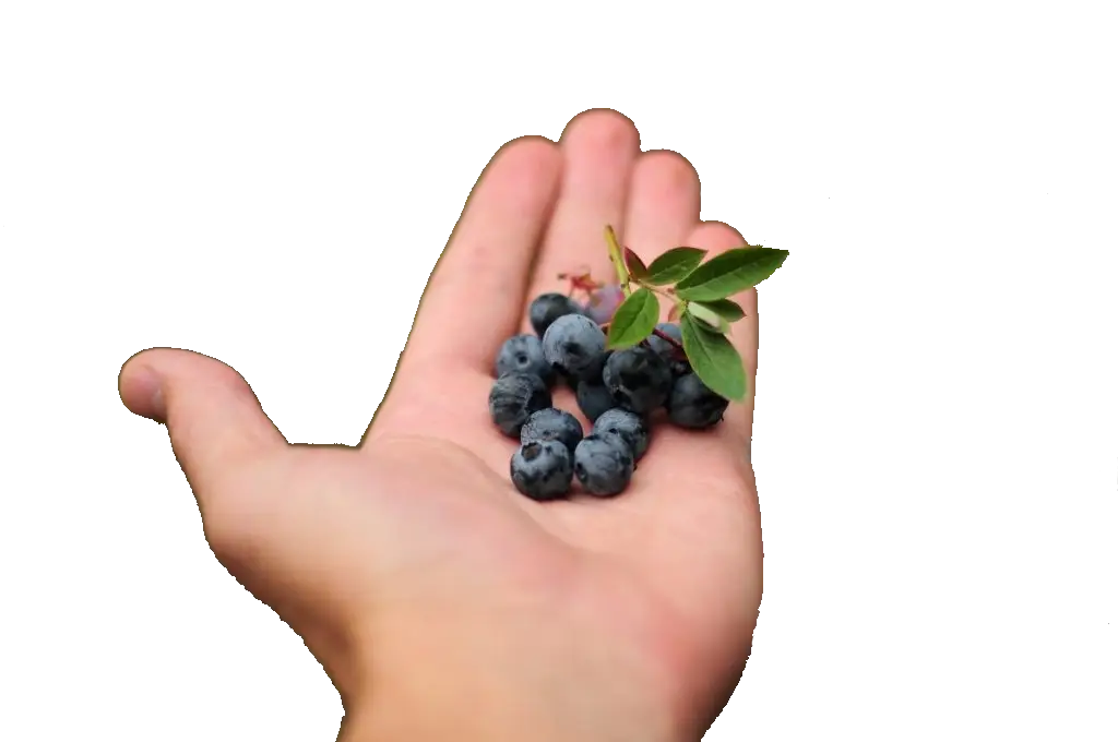 Hand Holding Fresh Berries