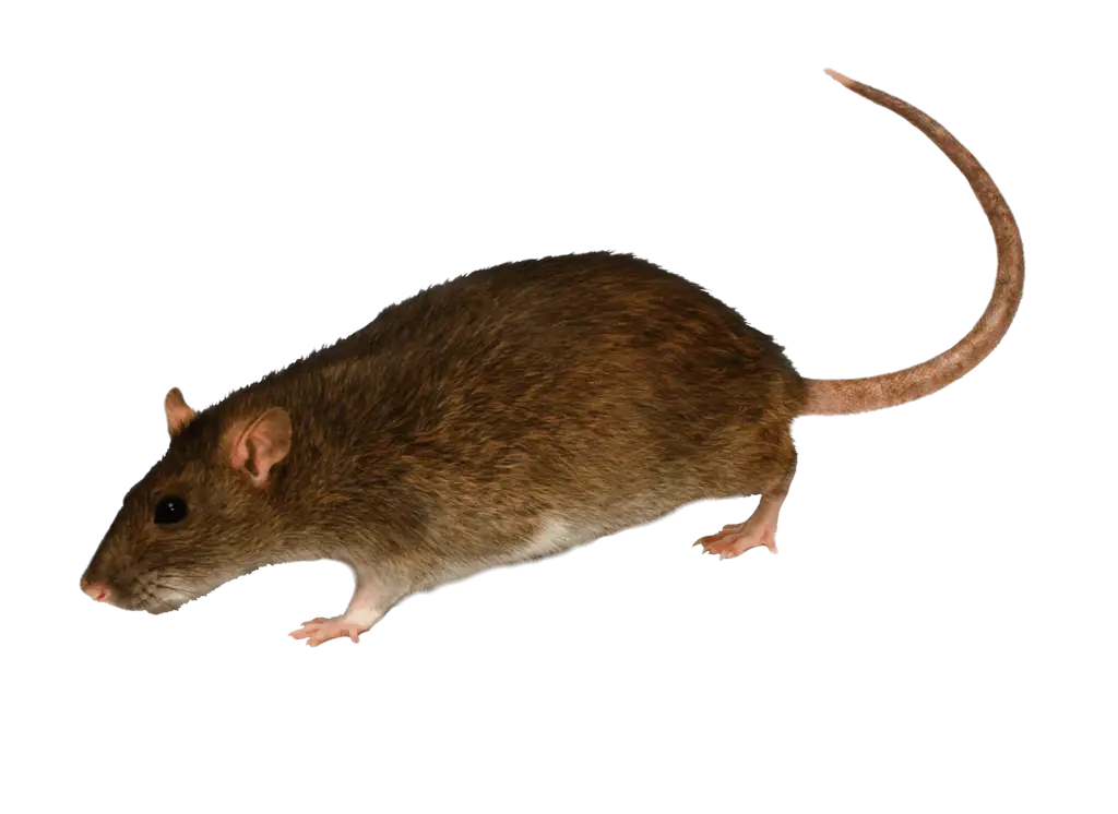 Brown Rat in Realistic Illustration Style