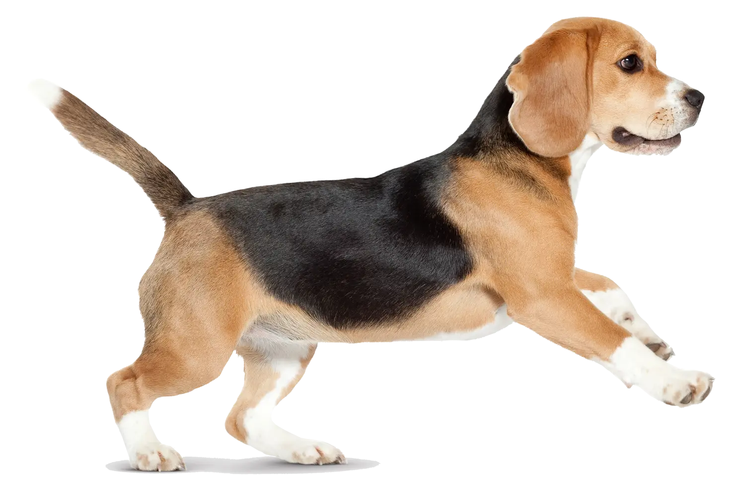 Playful Beagle Dog