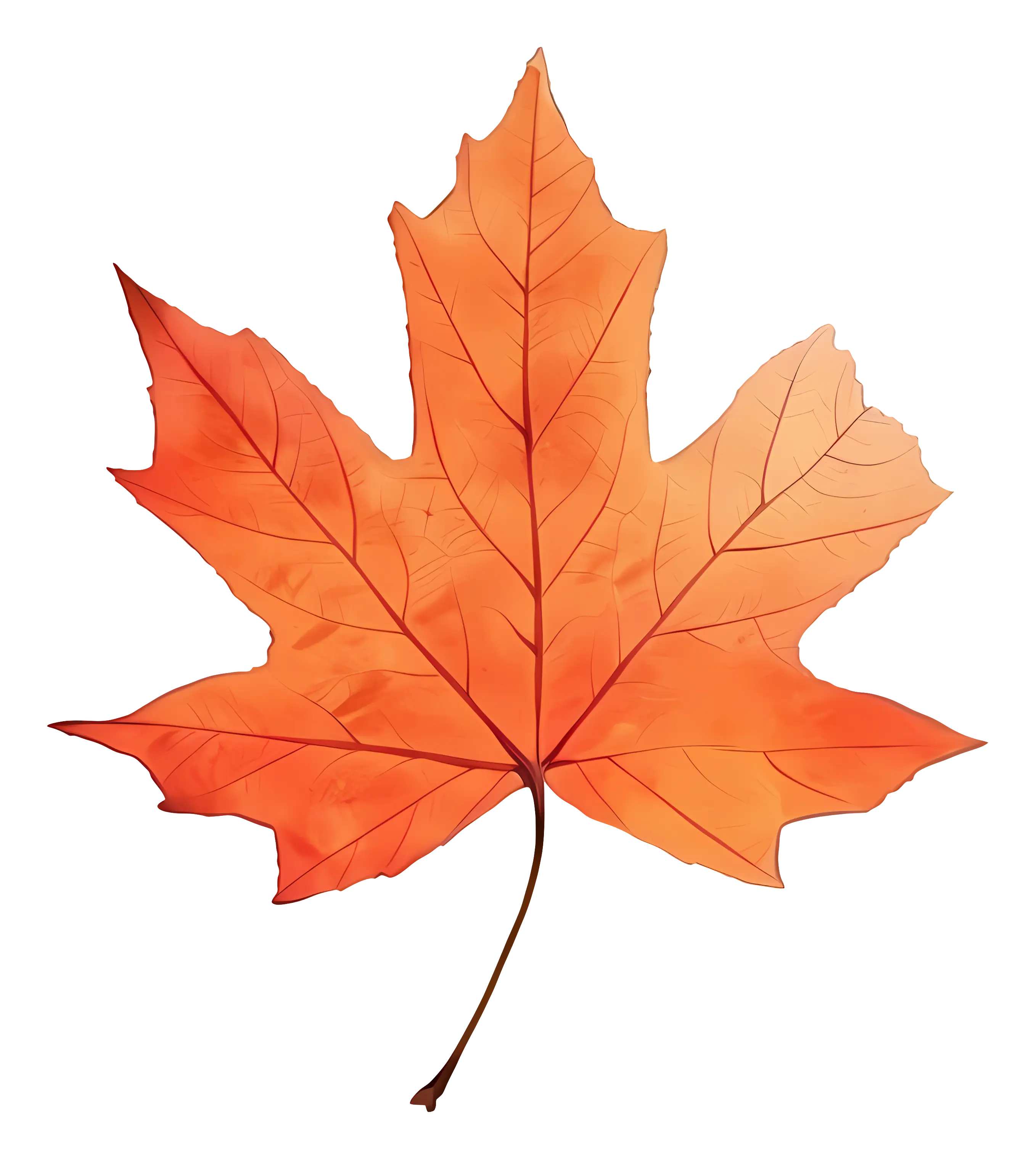 Orange Maple Leaf Illustration