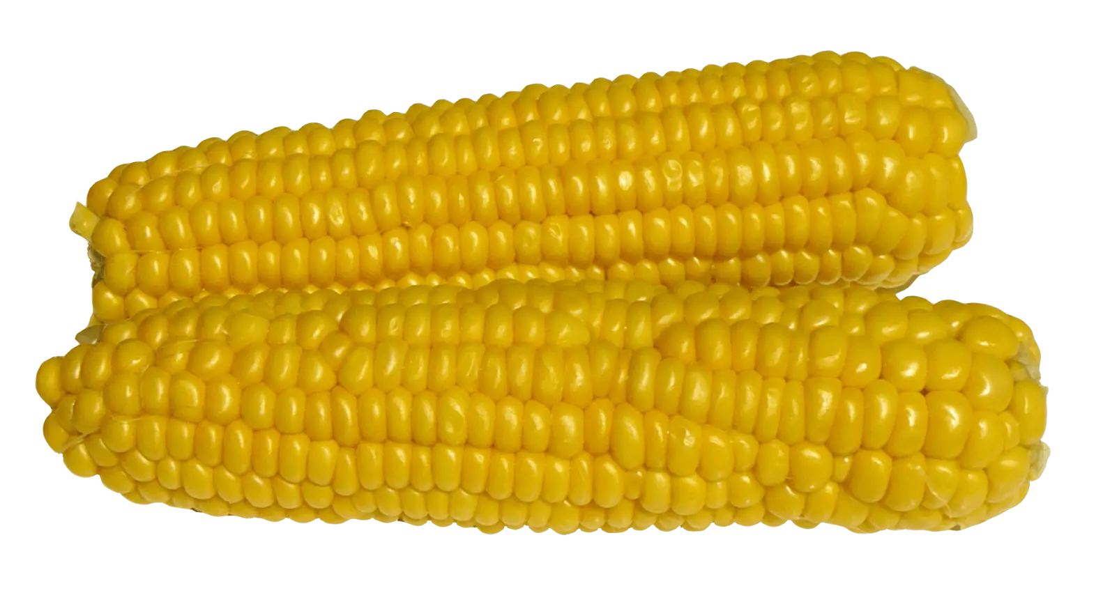 Bright Yellow Corn Cobs
