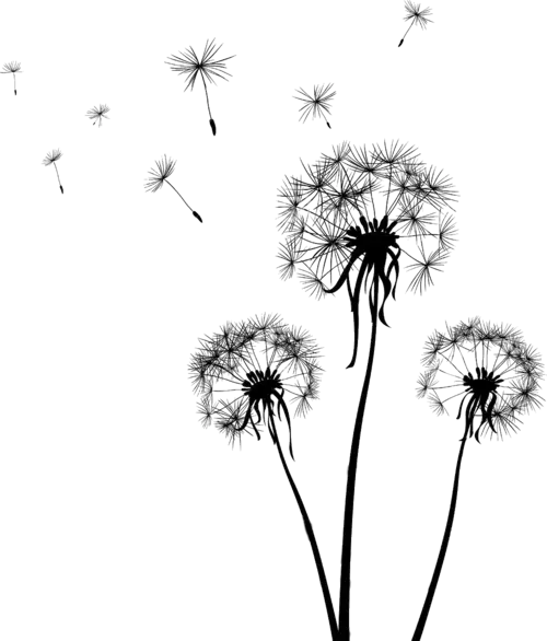 Black Dandelion Illustration with Blowing Seeds