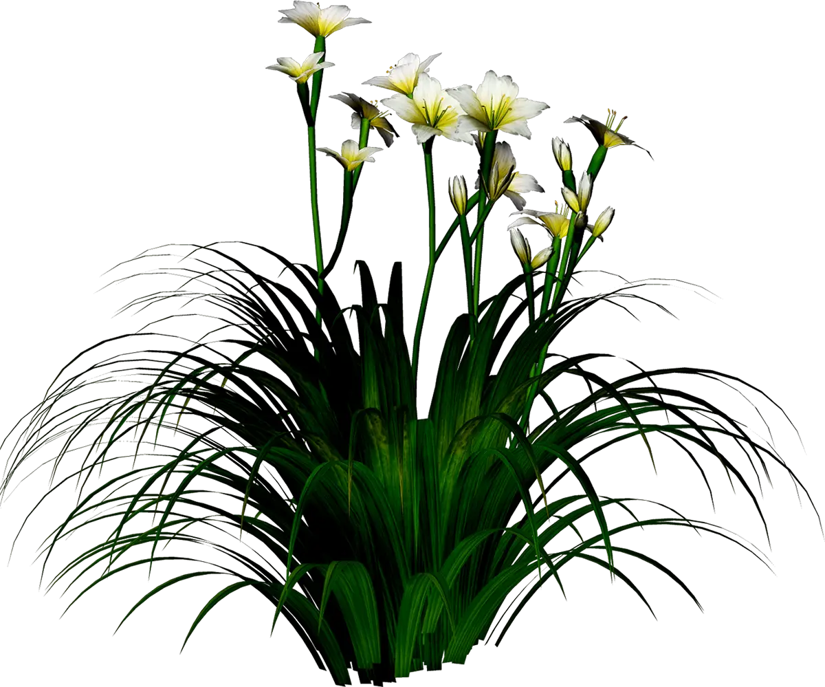 Beautiful White Lily Plant