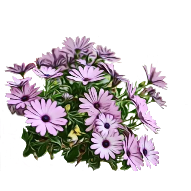 Beautiful Purple Flowers in Bloom