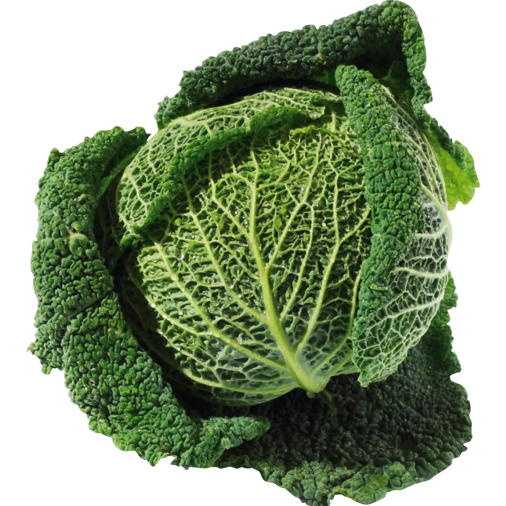 Green Savoy Cabbage with Crinkled Leaves