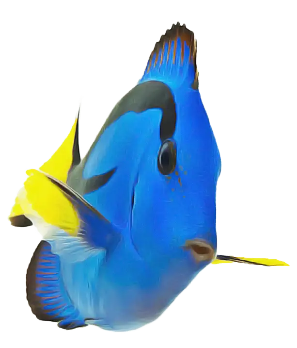 Blue and Yellow Fish