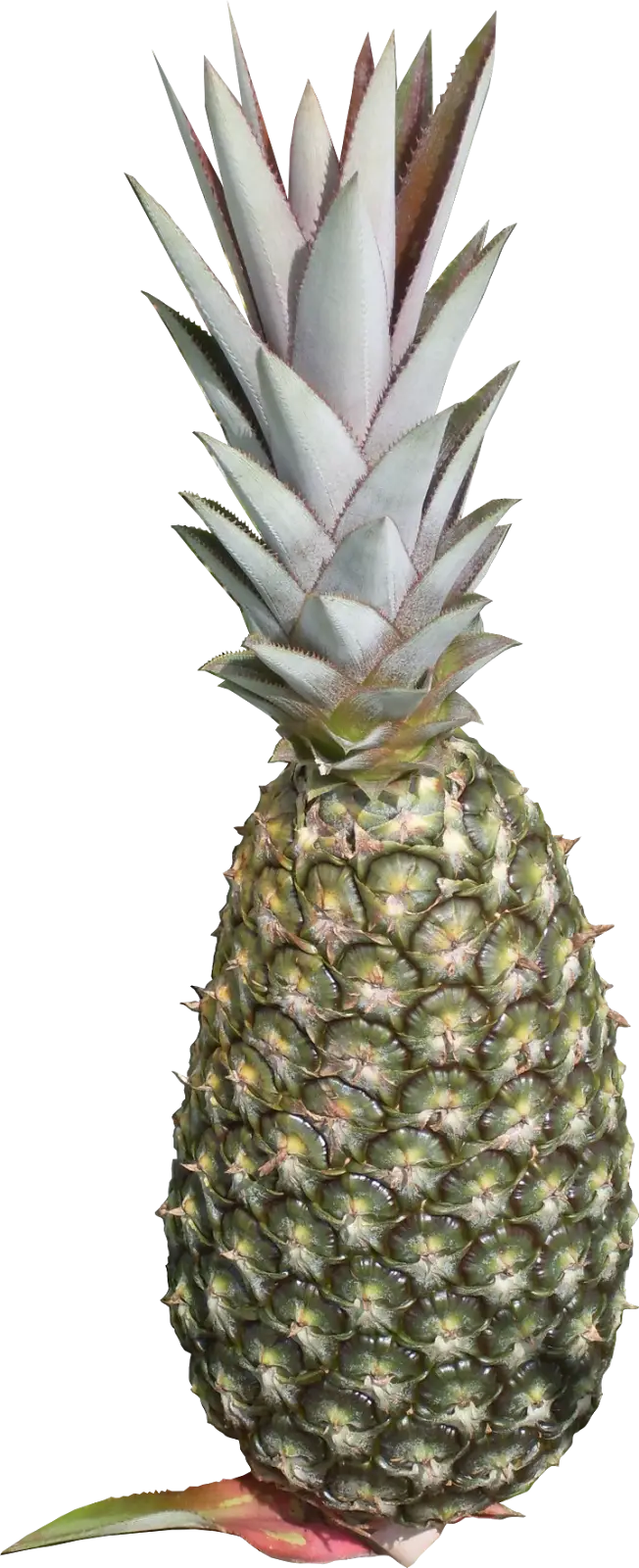 Green Pineapple with Spiky Crown