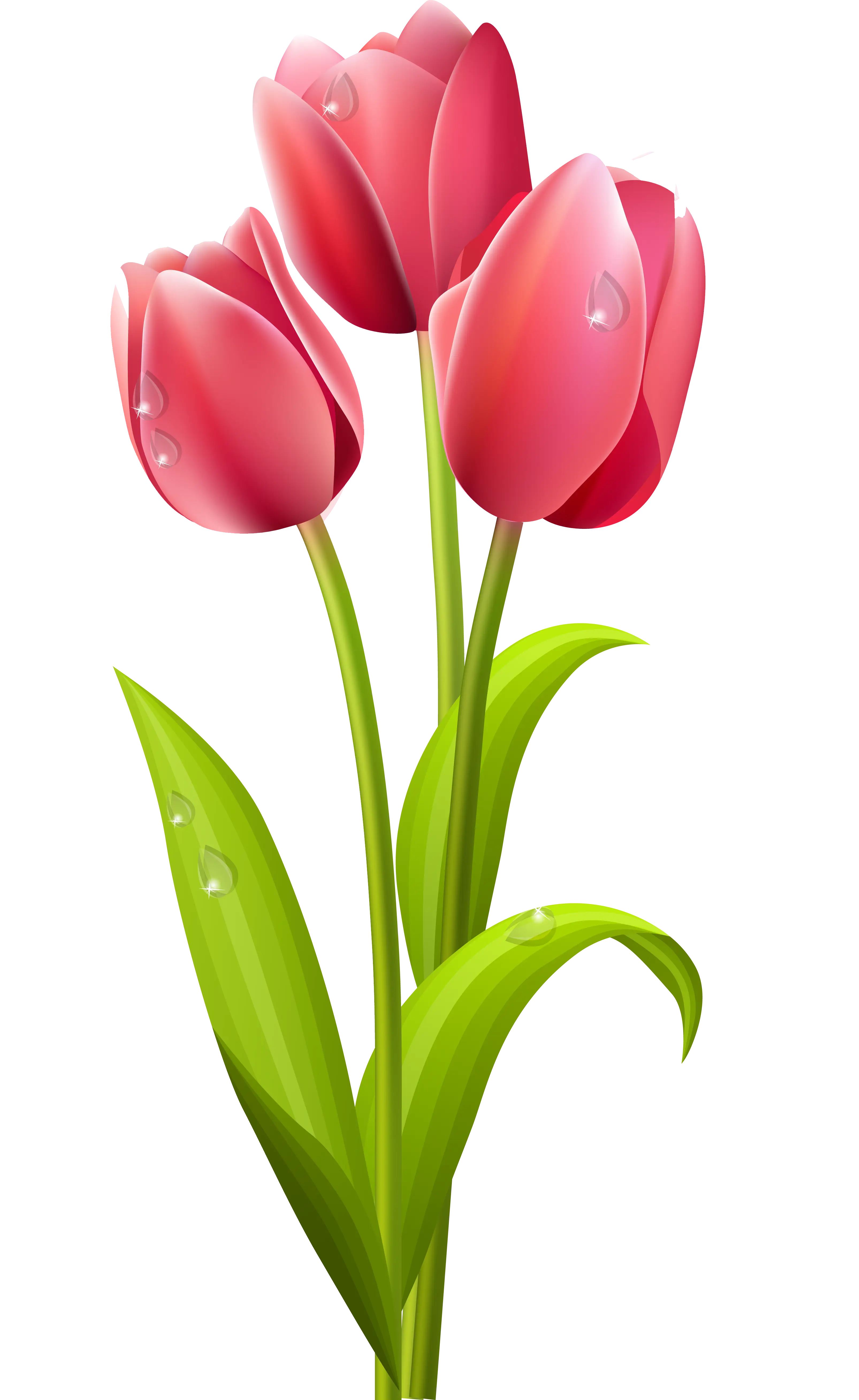Pink Tulips with Dewdrops