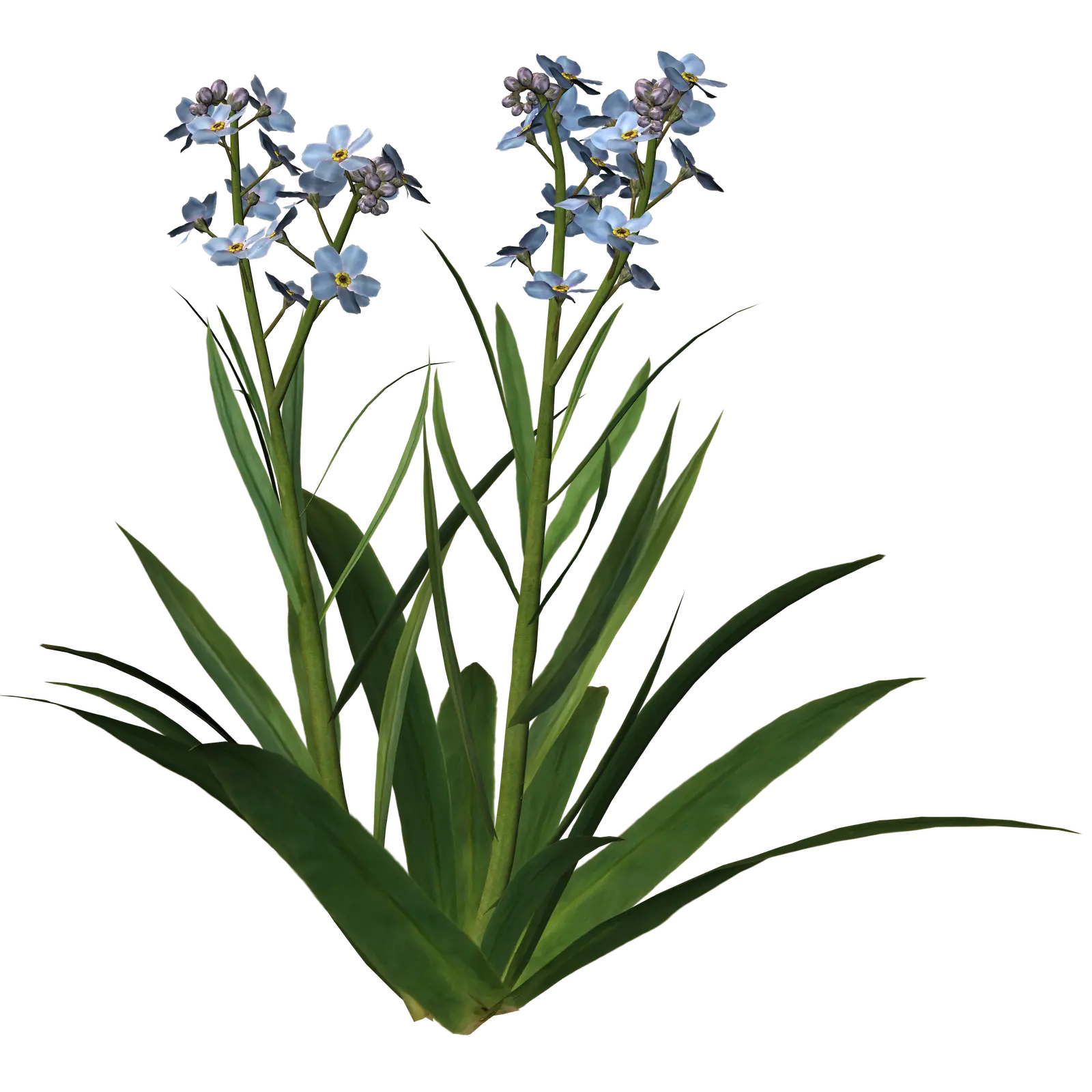 Blue Forget-Me-Not Flowers in Natural Bloom