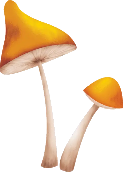 Yellow Mushrooms with Long Stems