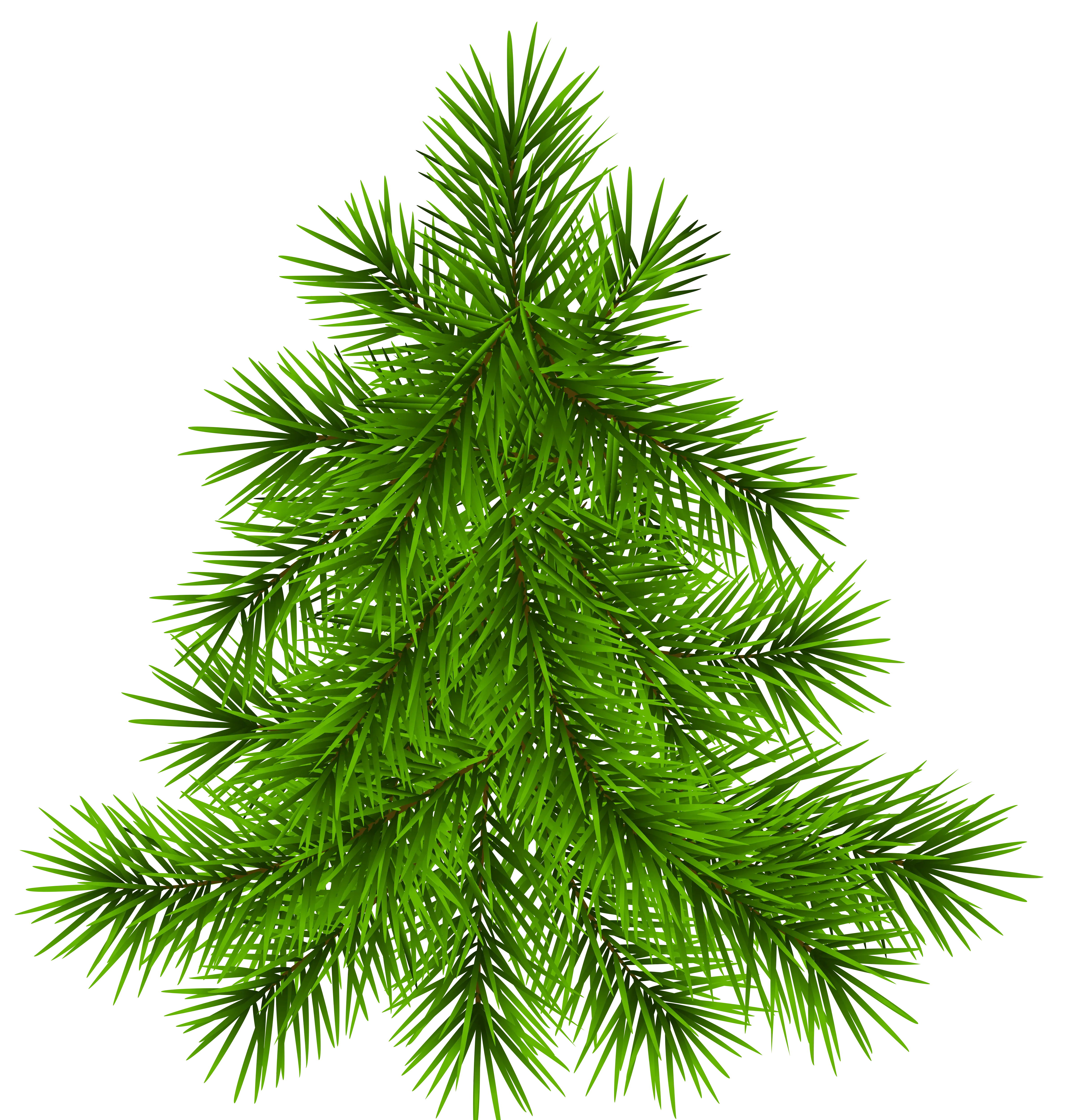 Green Pine Tree Branches