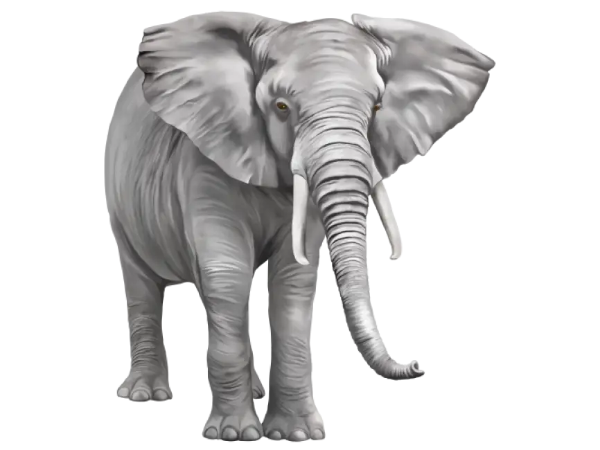 Realistic Elephant Illustration