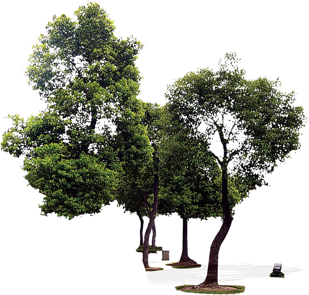 Green Trees in a Park