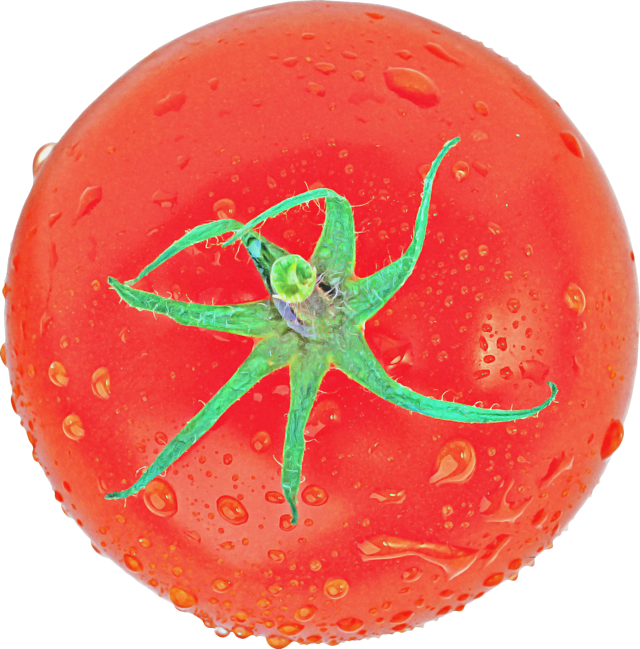 Fresh Red Tomato with Water Droplets