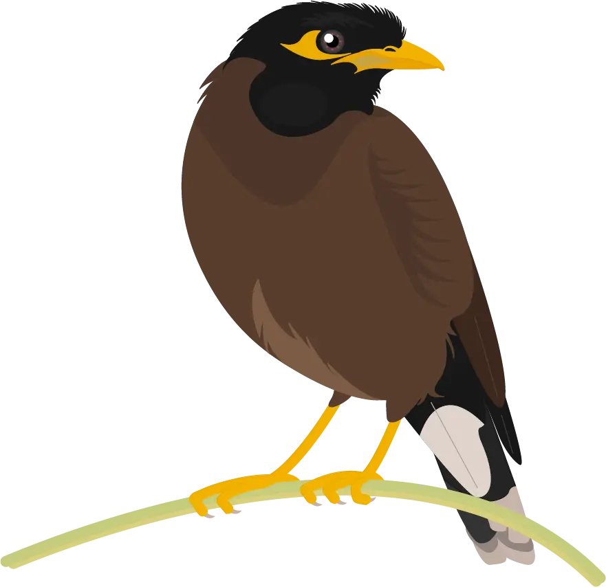 Bird Perched on a Branch