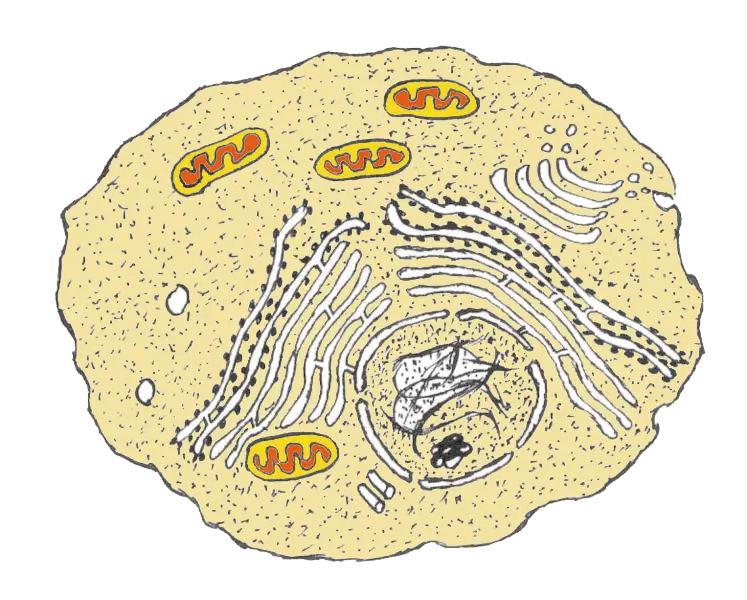 Detailed Diagram of a Cell with Organelles