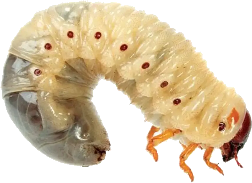 Close-up of a Larva