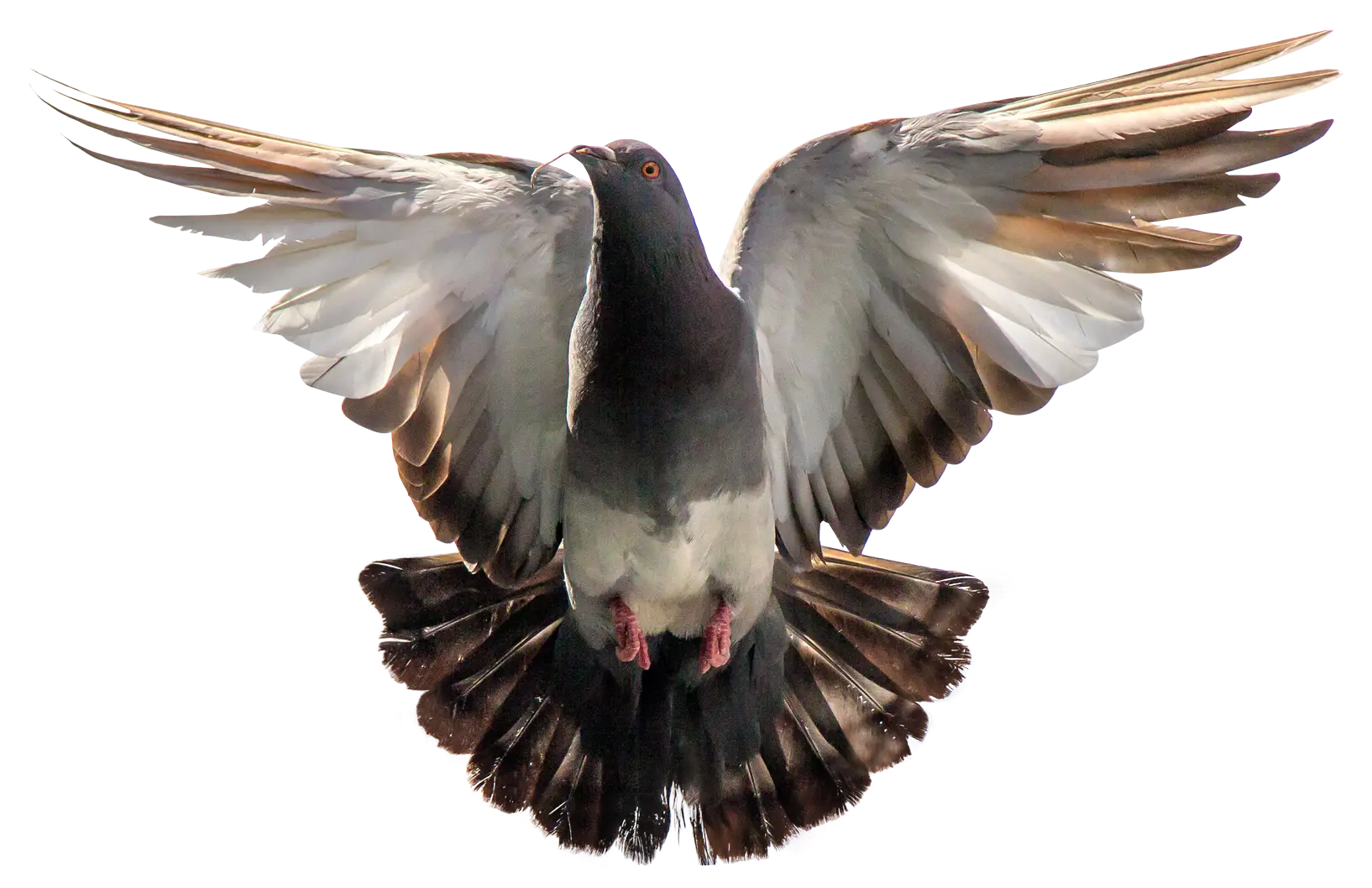 Flying Pigeon with Spread Wings
