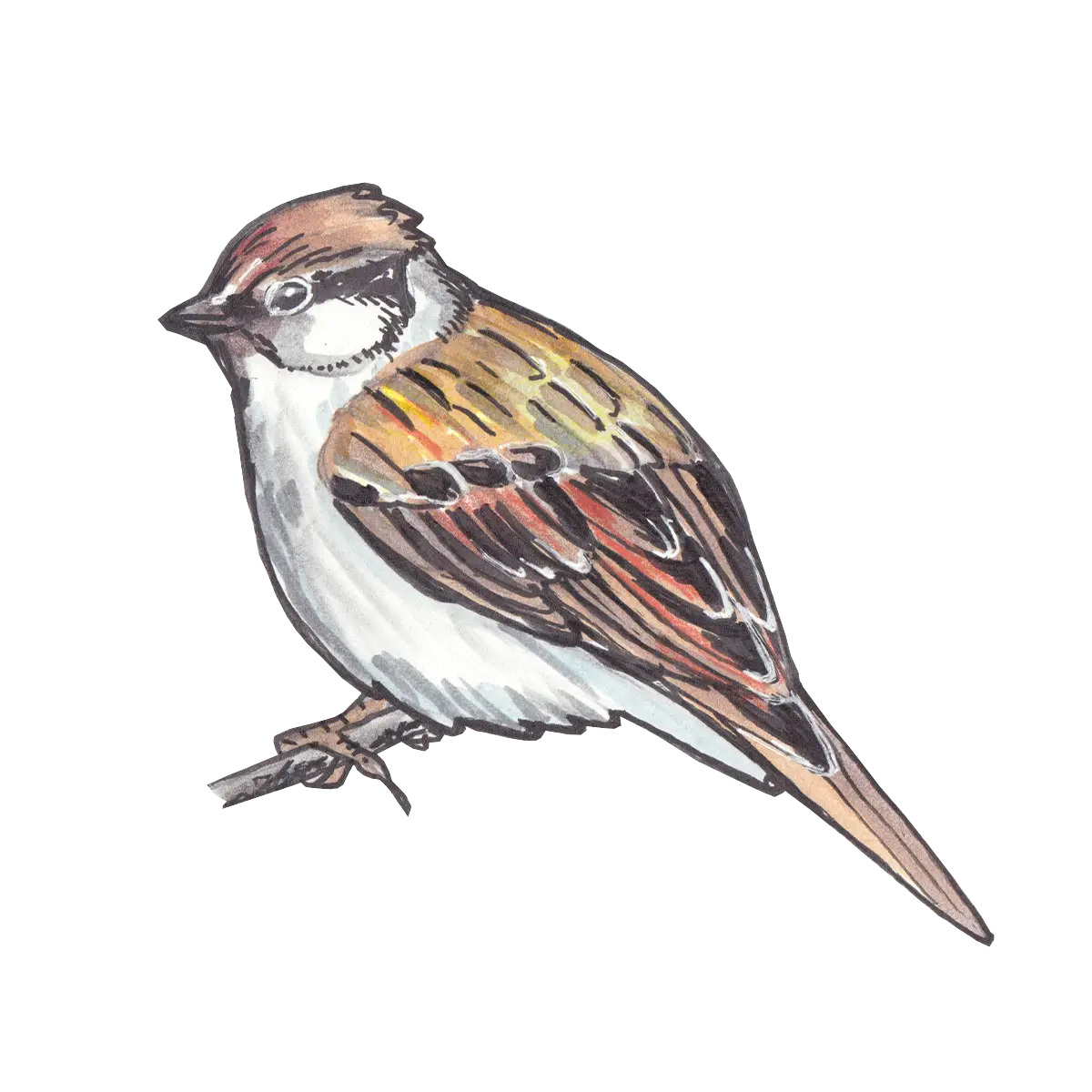 Hand-Drawn Sparrow Illustration
