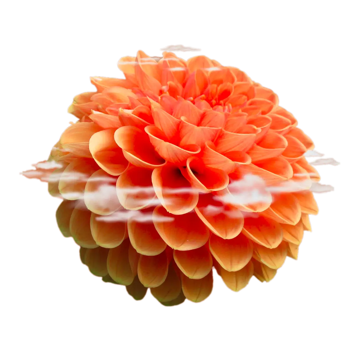 Orange Flower with Vibrant Petals in Full Bloom