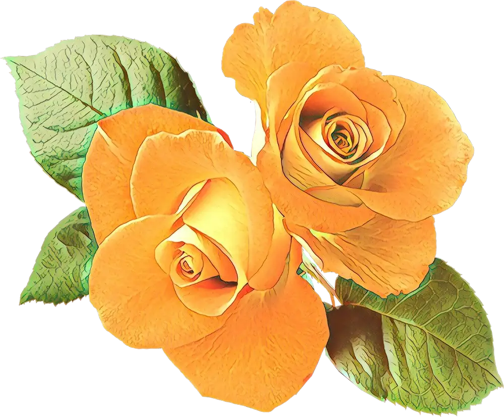 Yellow Rose Flowers with Green Leaves