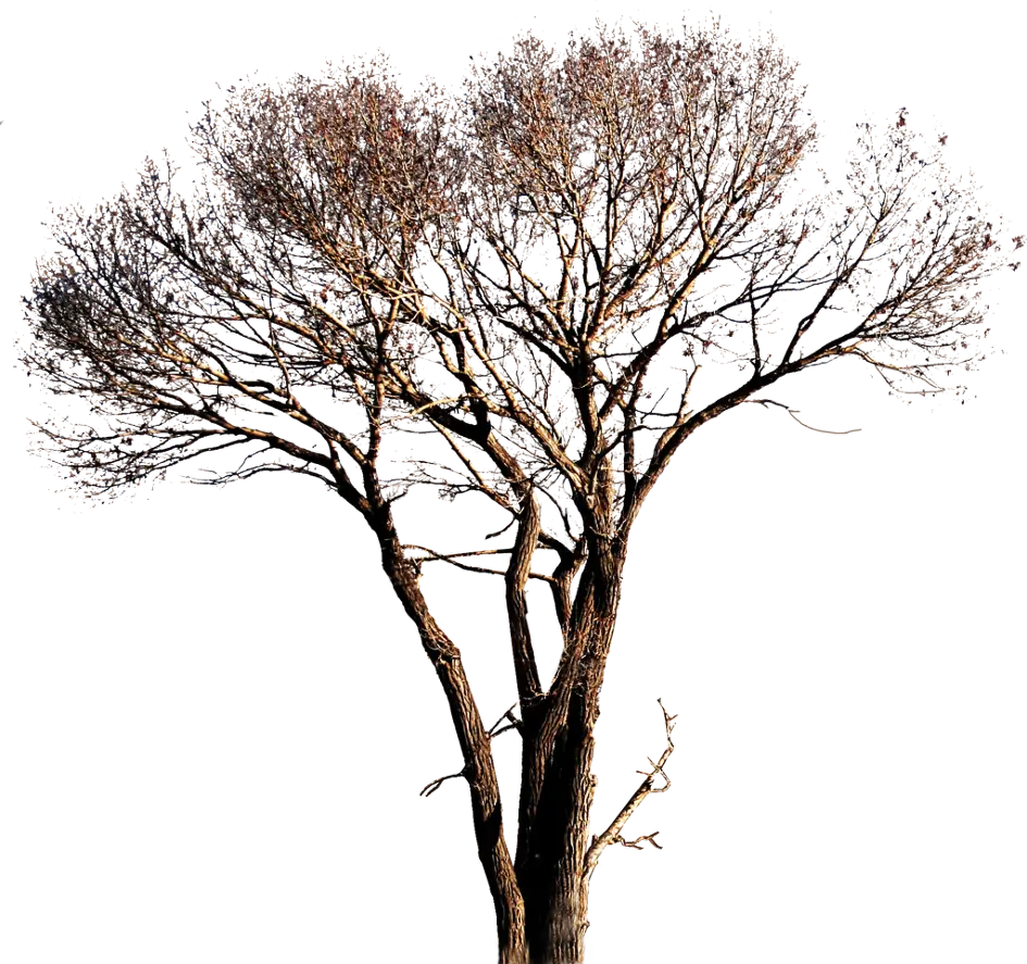 Leafless Bare Tree with Branch Details