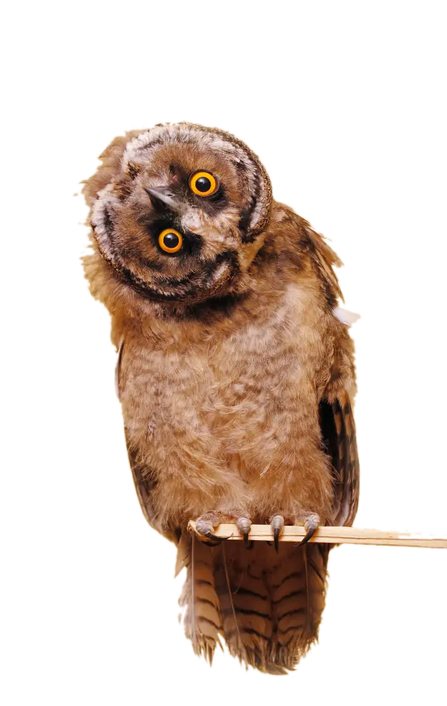 Curious Owl Perched on Branch
