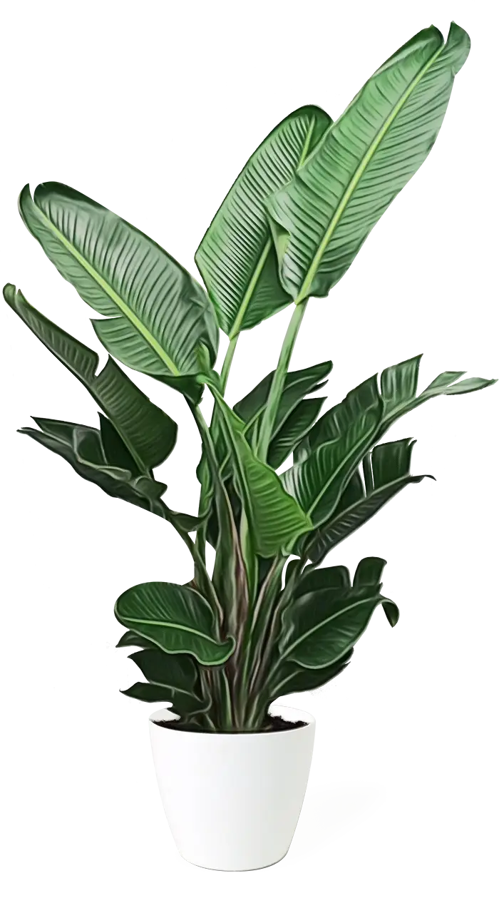Green Potted Plant