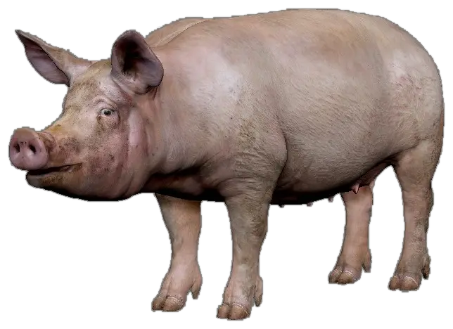 Realistic Farm Pig in Illustration