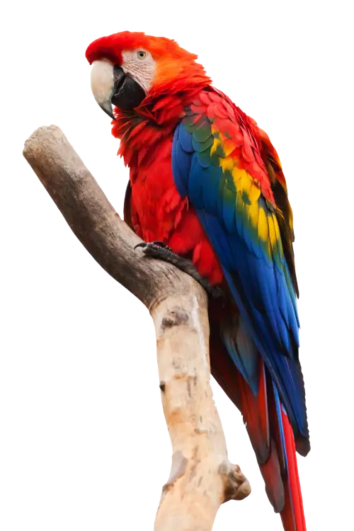 Scarlet Macaw Parrot Sitting on a Branch