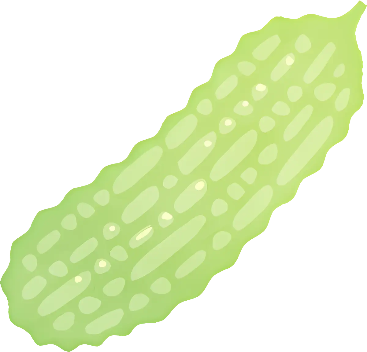 Green Bitter Melon Illustration