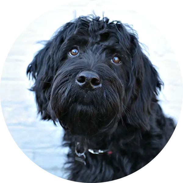 Adorable Black Dog Portrait