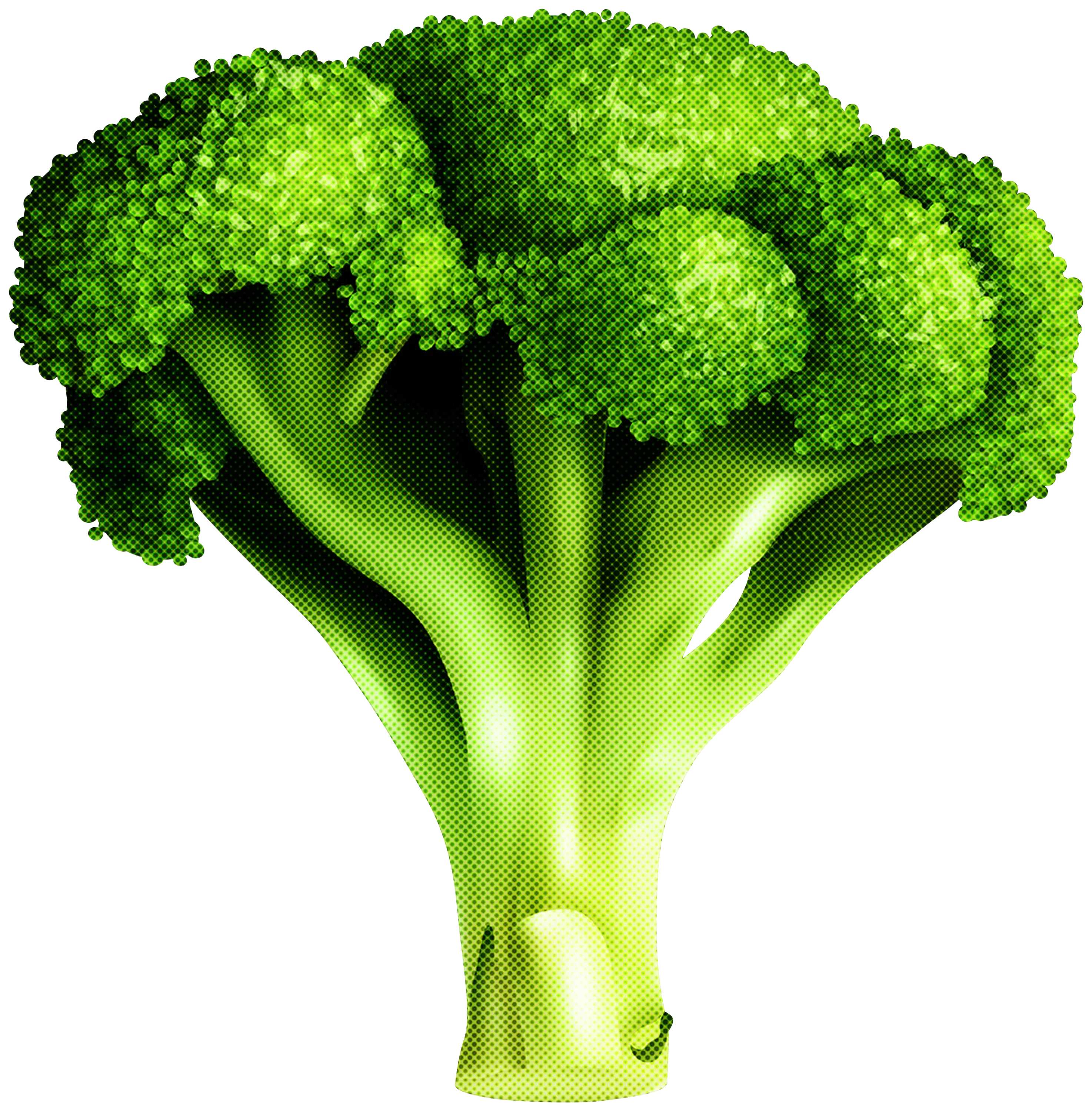Fresh Green Broccoli Vegetable
