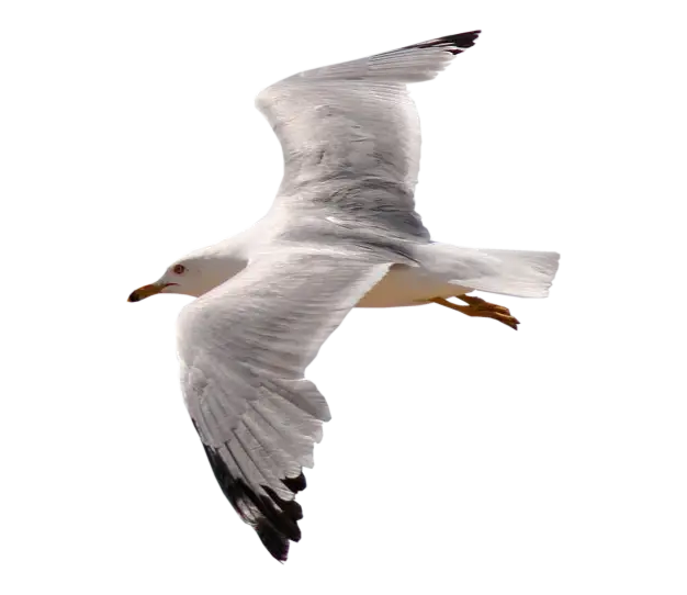 White Seagull in Graceful Flight